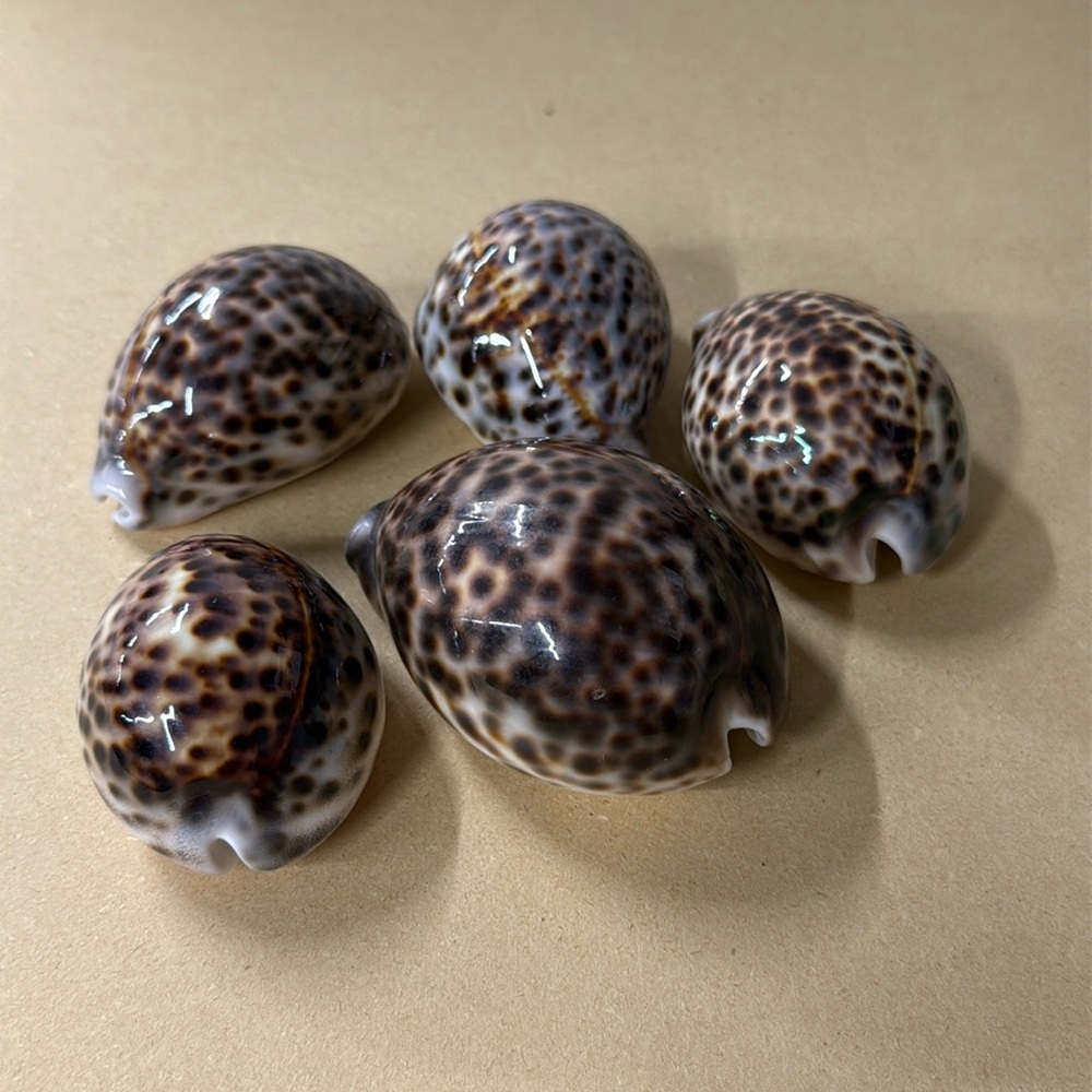⭐️Set of 5 Tiger Cowrie Shells